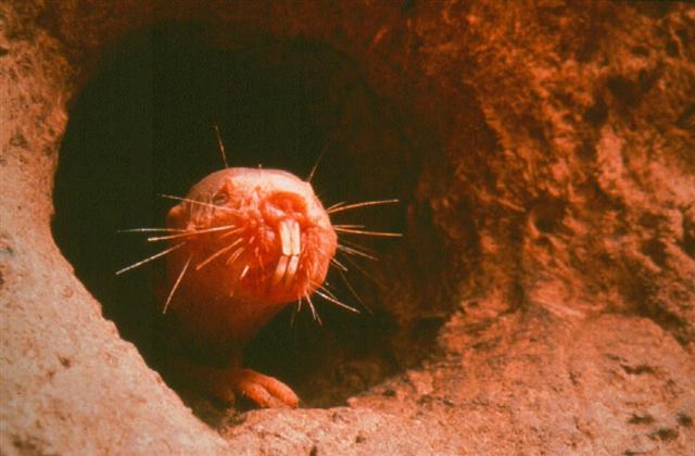 Naked mole rat - click_to_find_out_more